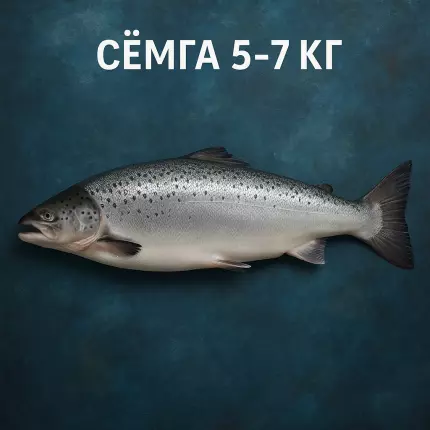 Семга 5-7 кг купить